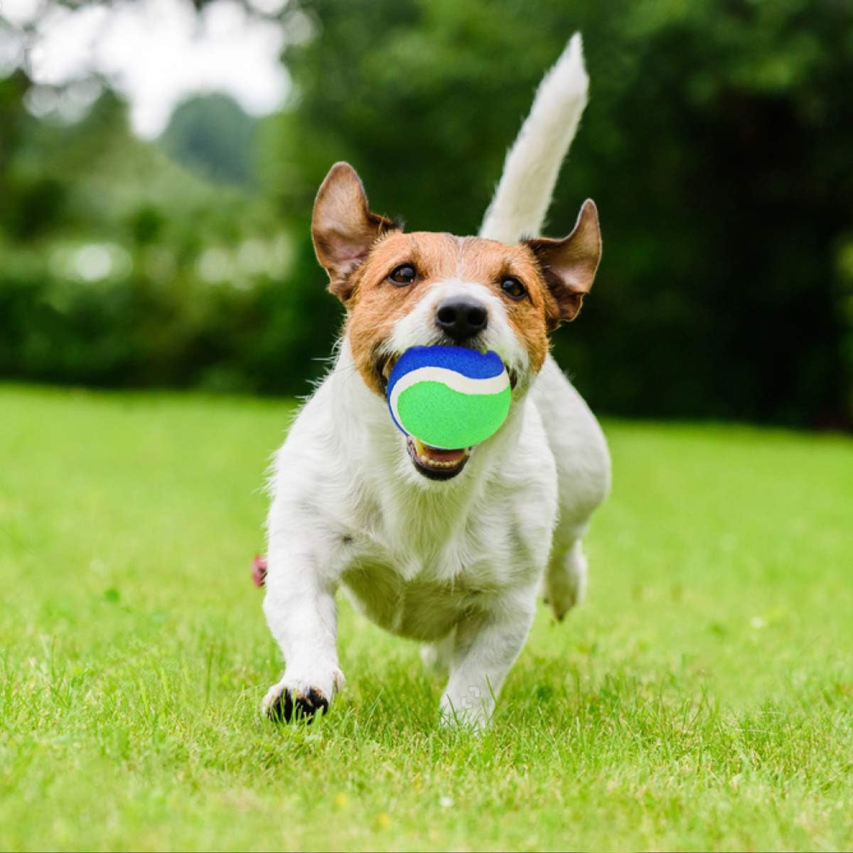 Toss and Catch Ball Game Set